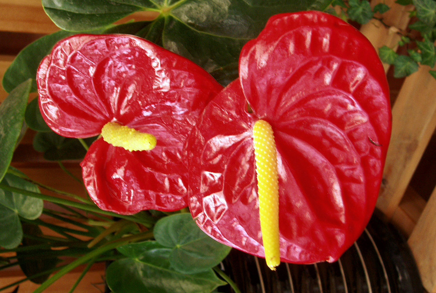 Flamingo Flower