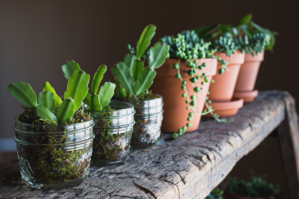 Plants on a shelf