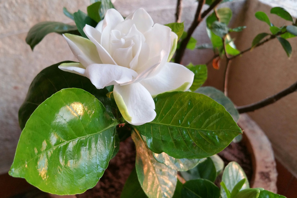 Gardenia (Gardenia spp.)