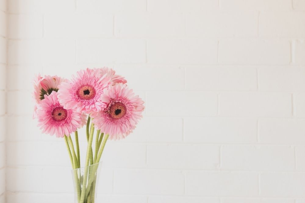 Gerbera Daisy