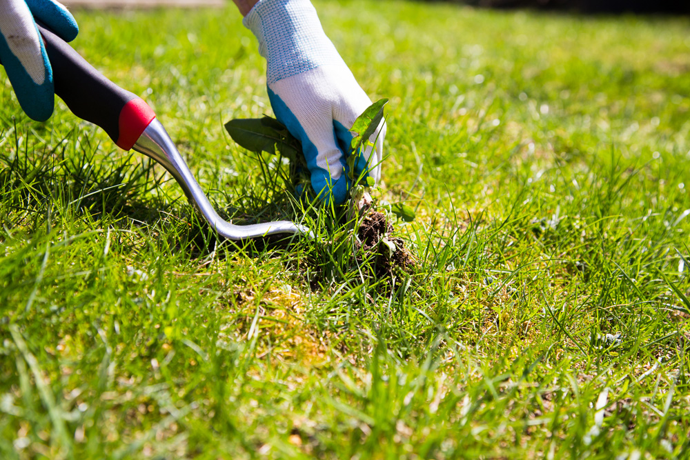 Person weeding a lawn