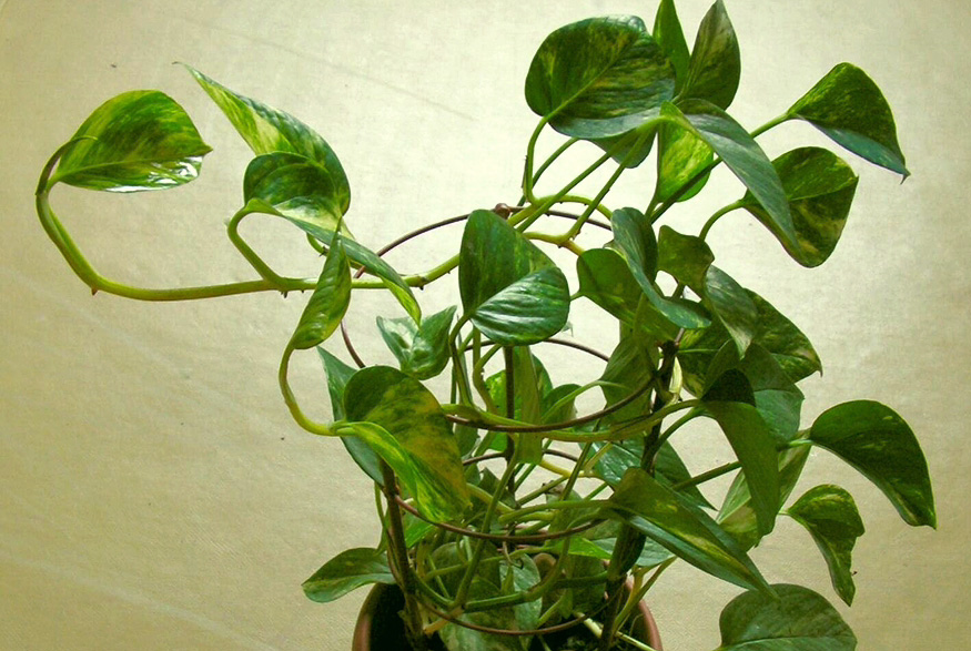 Golden Pothos