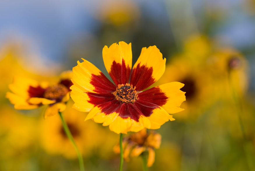 Golden Tickseed (Coreopsis tinctoria)