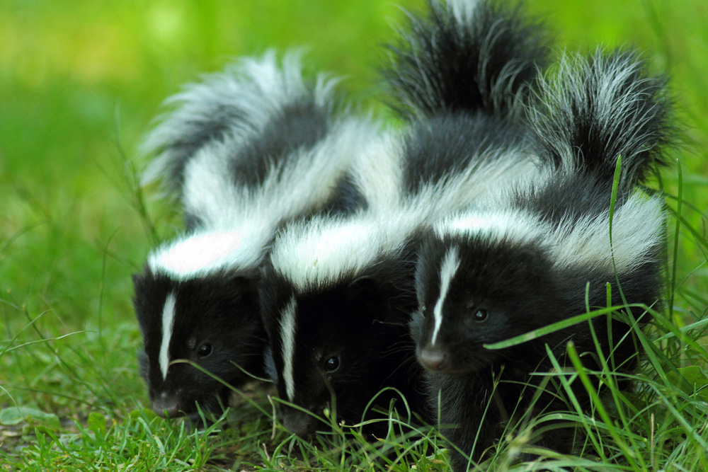 Skunks