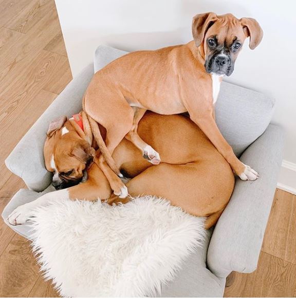 Jillian Harris' dogs, Nacho and Peaches