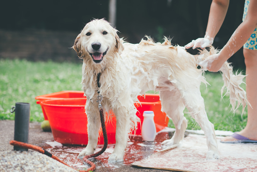 Washing a dog