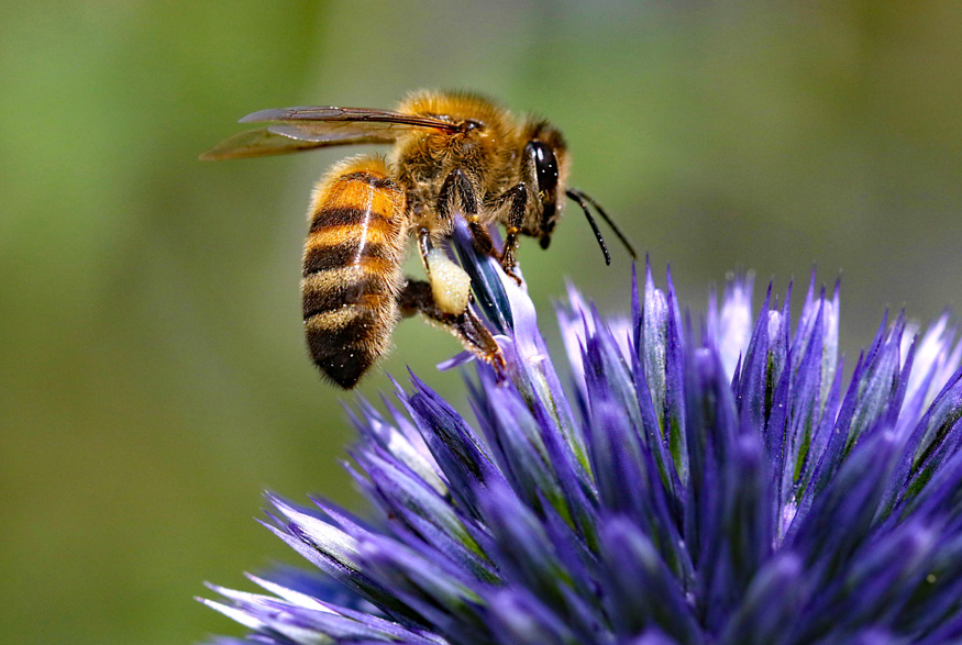 Bee on a flower