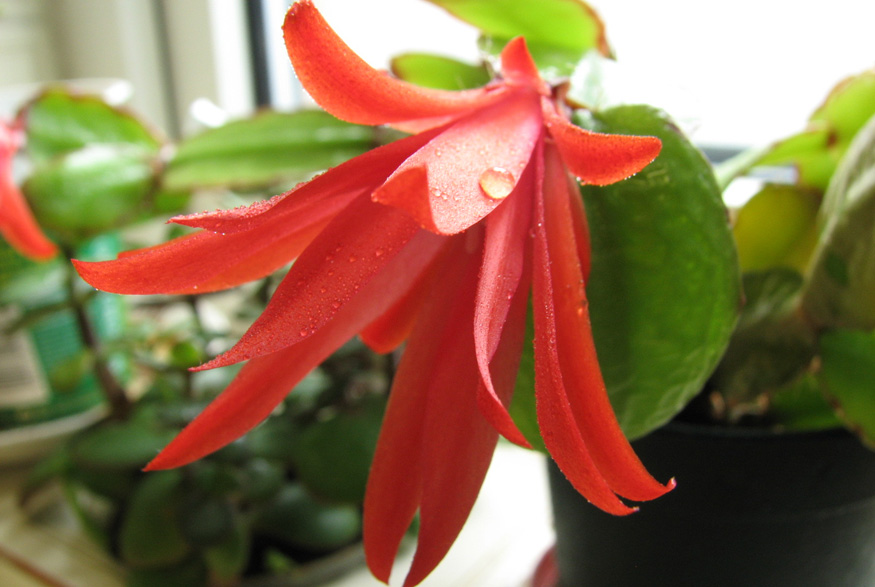 Christmas cactus flower close up