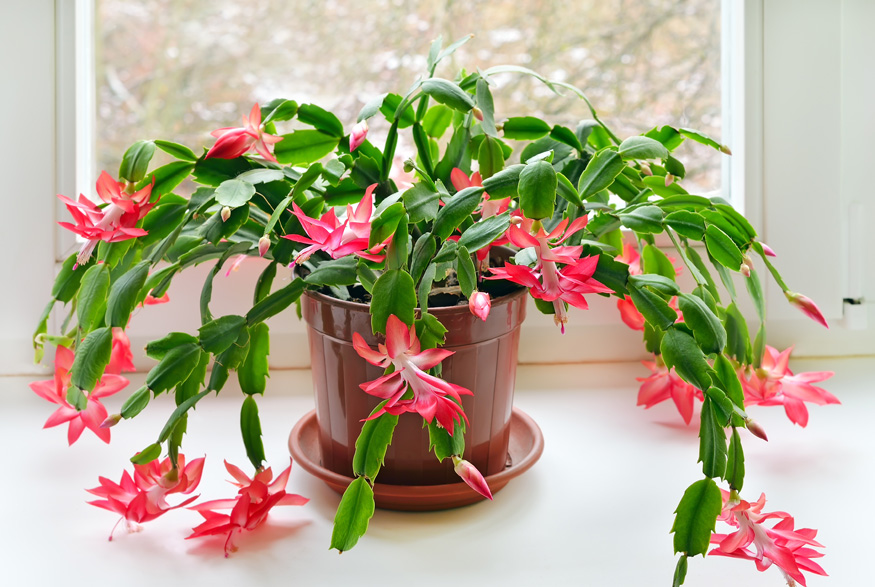 Christmas cactus in window