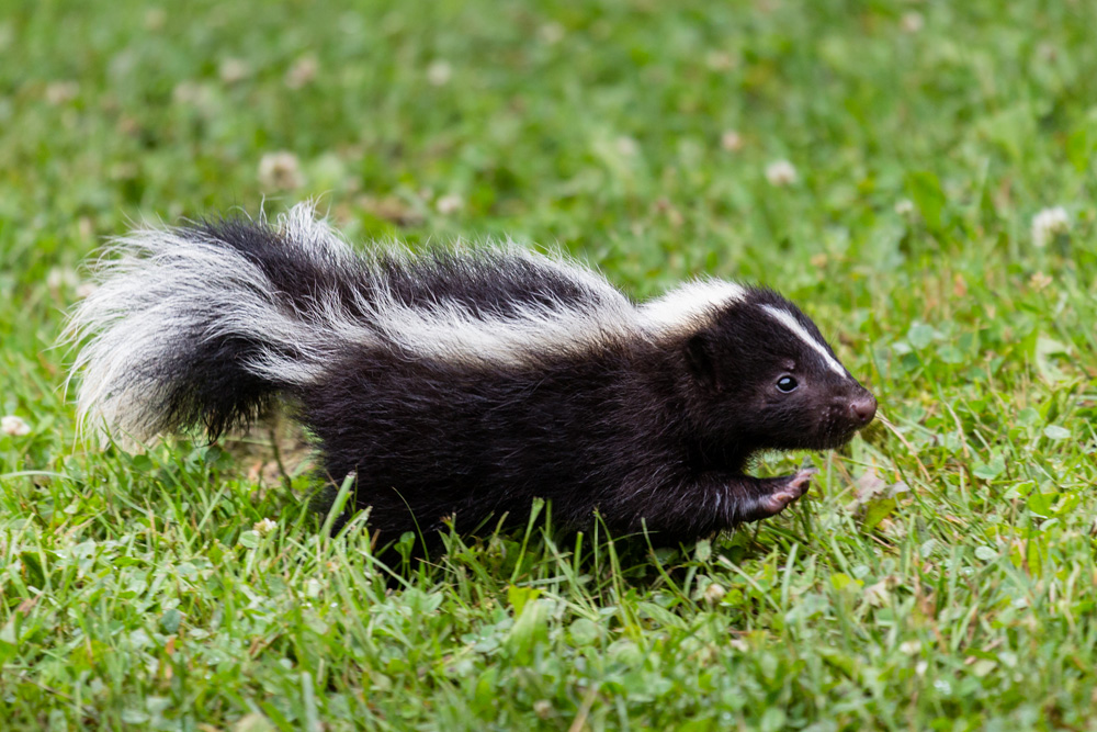 Skunk in a yard