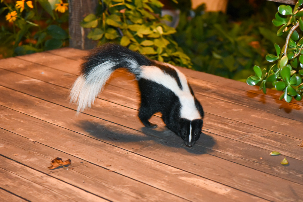 Skunk on a patio deck