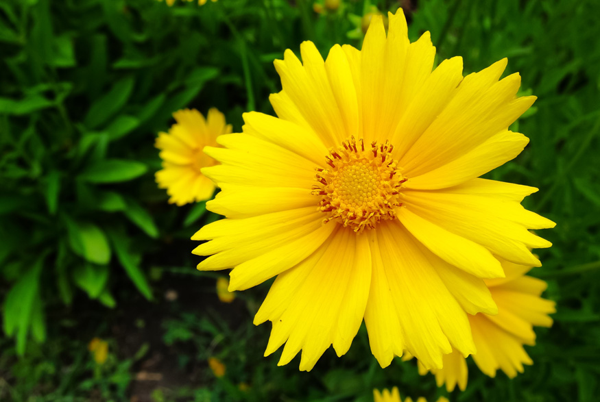 Lance-leaved Coreopsis (Coreopsis lanceolata)