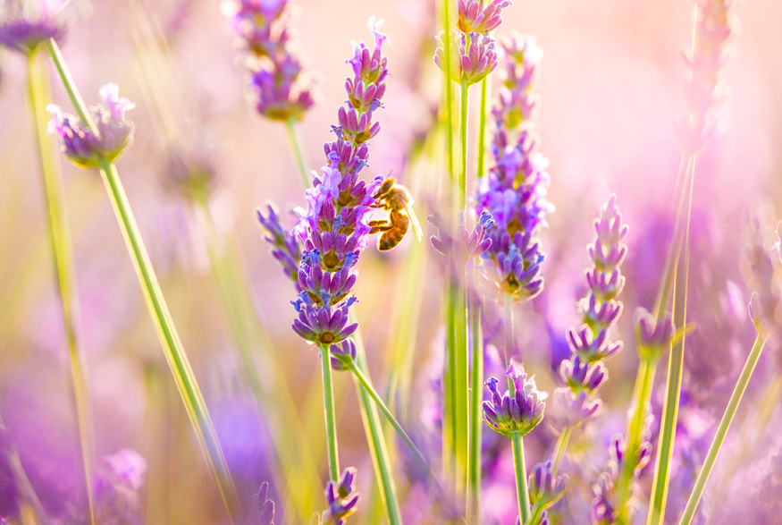 Lavender Hyssop (agastache foeniculum)