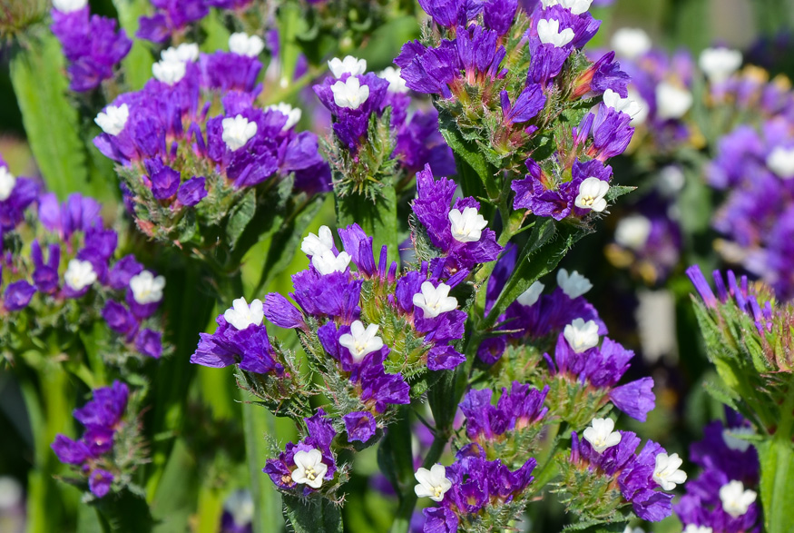 Lavender (Lavandula spp.)