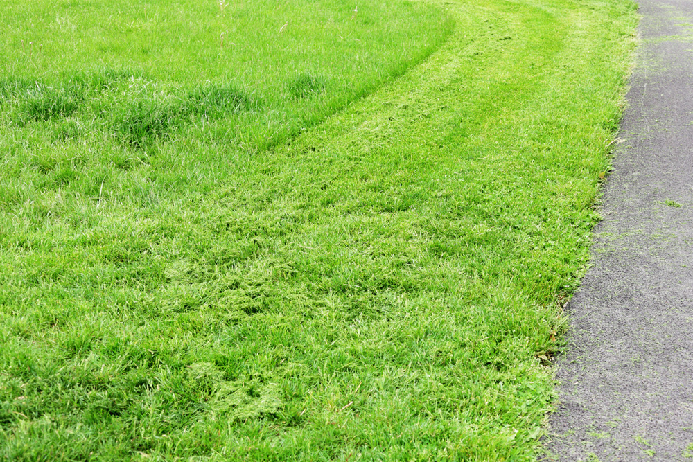 Freshly mowed lawn