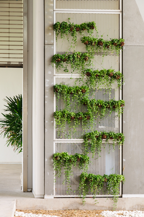 A vertical garden outside a house