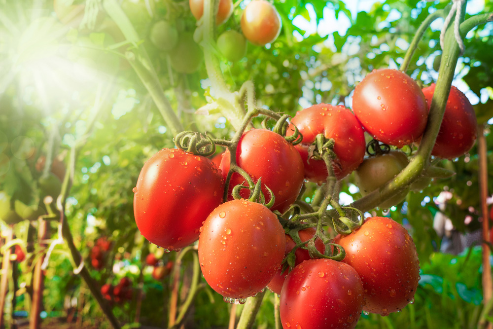 Sun shining into greenhouse