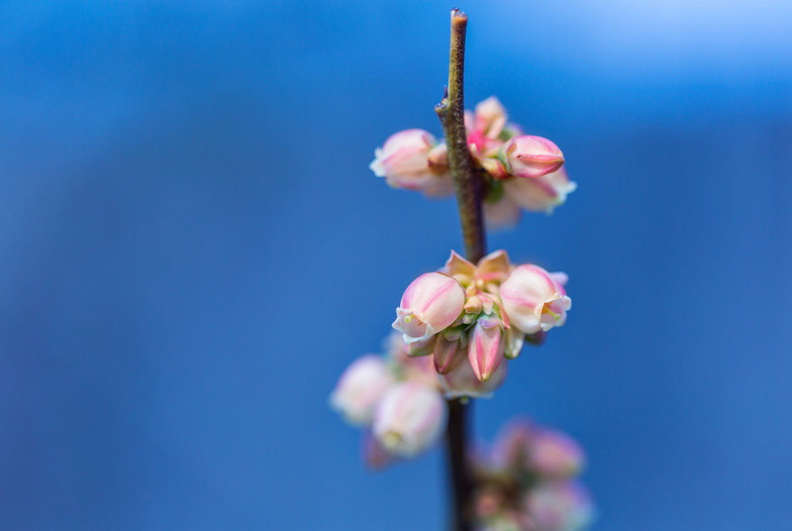 Lowbush Blueberry (vaccinium angustifolium)