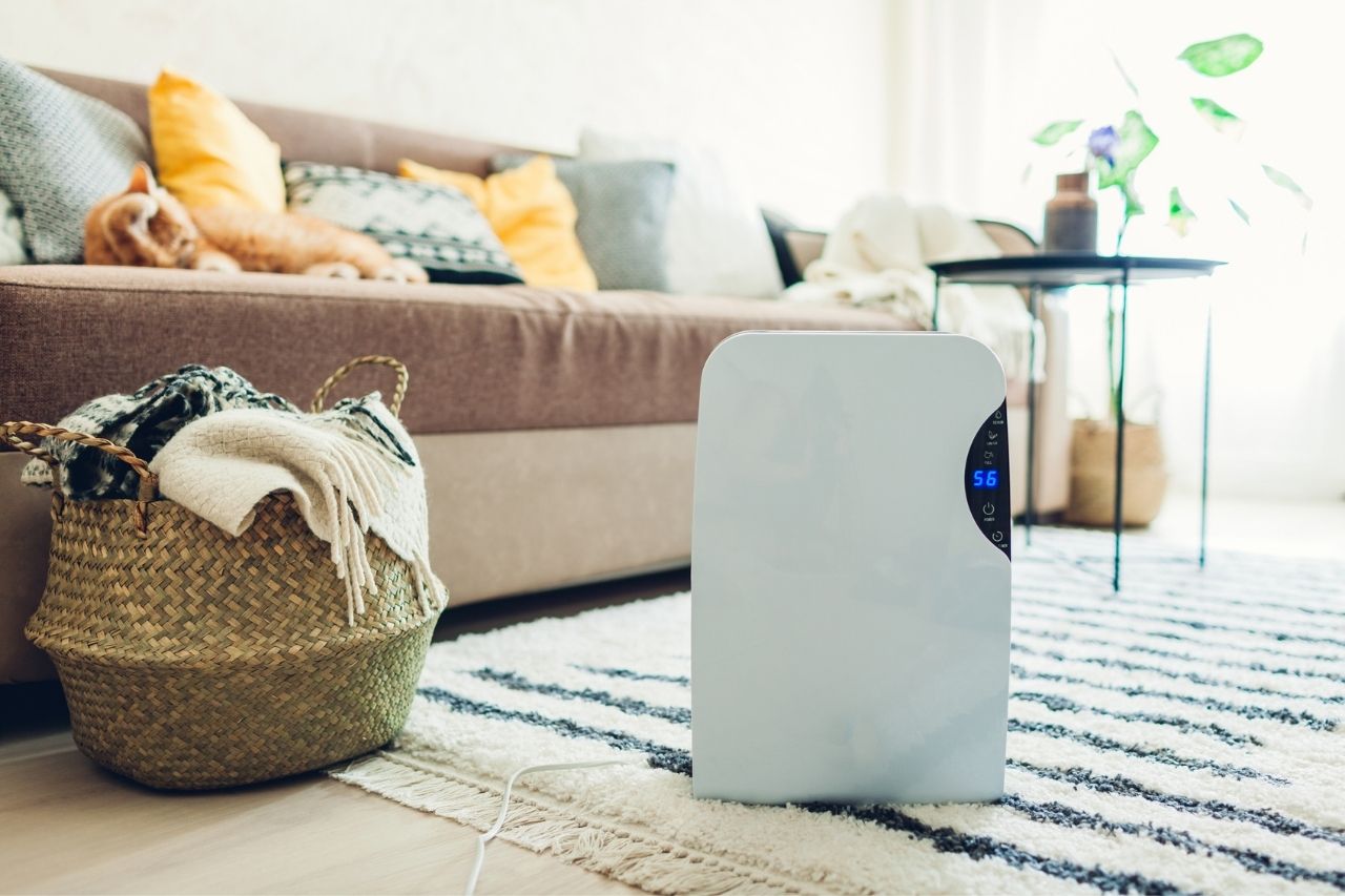 Dehumidifer on an area rug