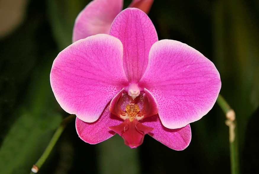 Moth Orchid