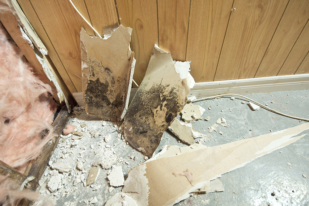 A destroyed wall with mould on some pieces