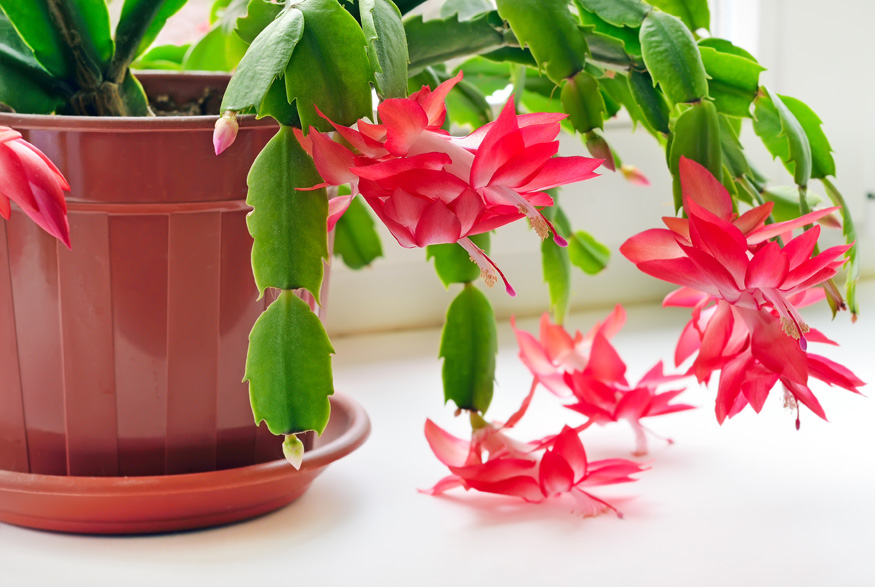 Christmas cactus indoors