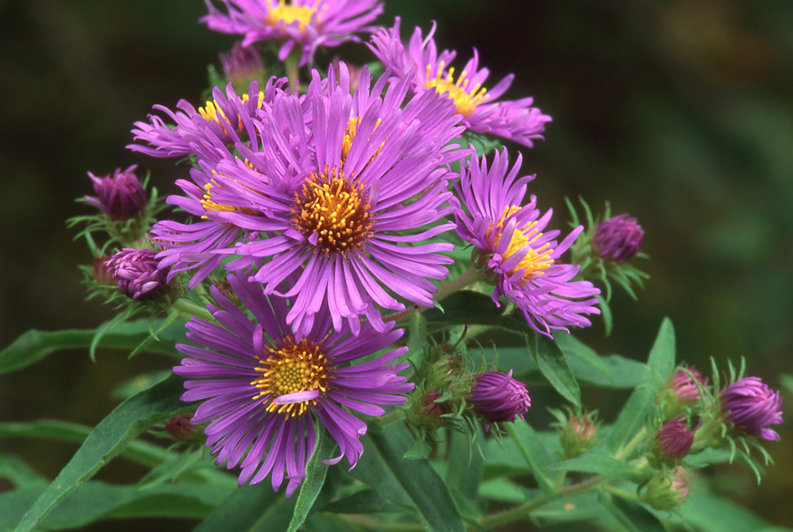 New England Aster (Symphyotrichum novae-angliae)