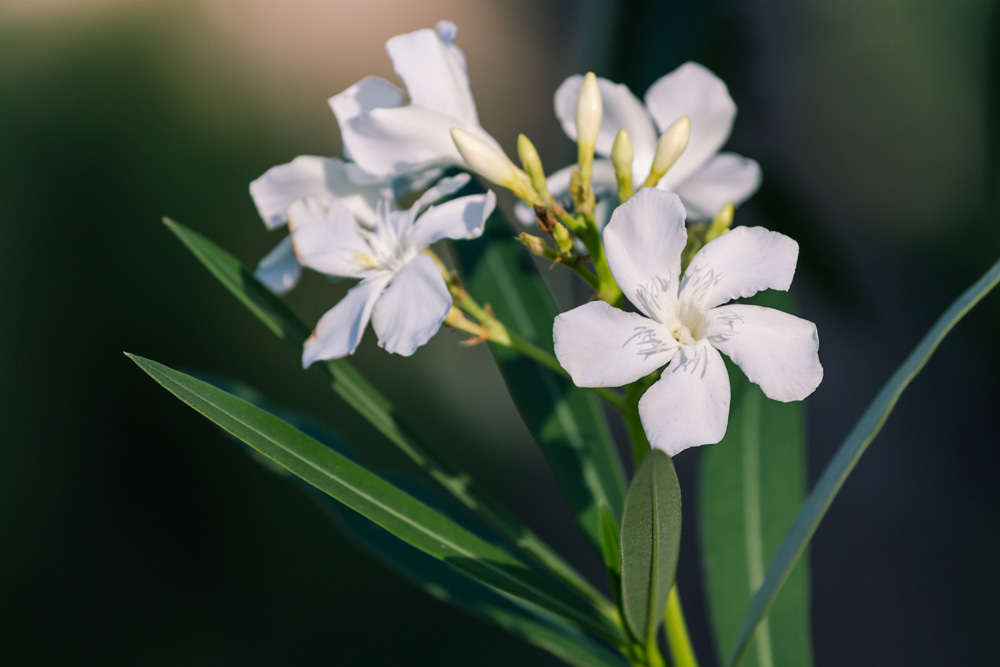 Oleander