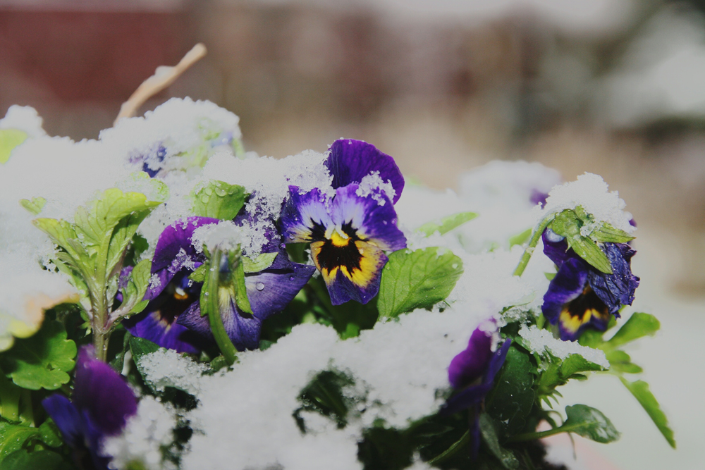 Purple pansy flowers blooming in winter