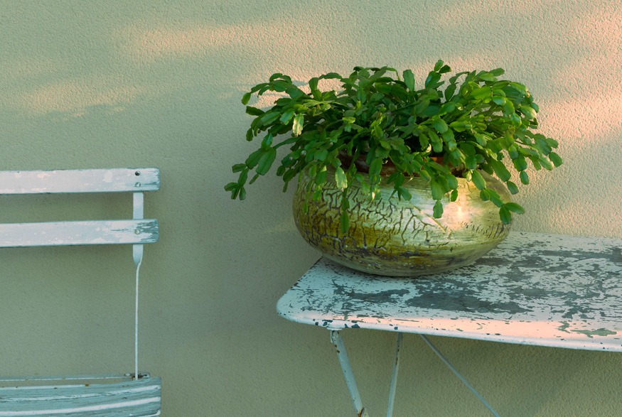 Christmas cactus outdoors