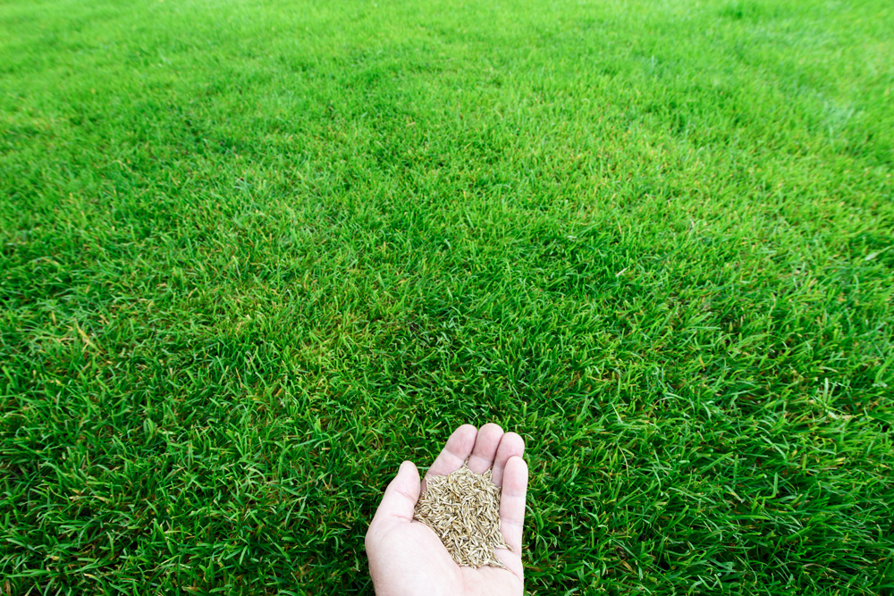 Hand holding grass seed