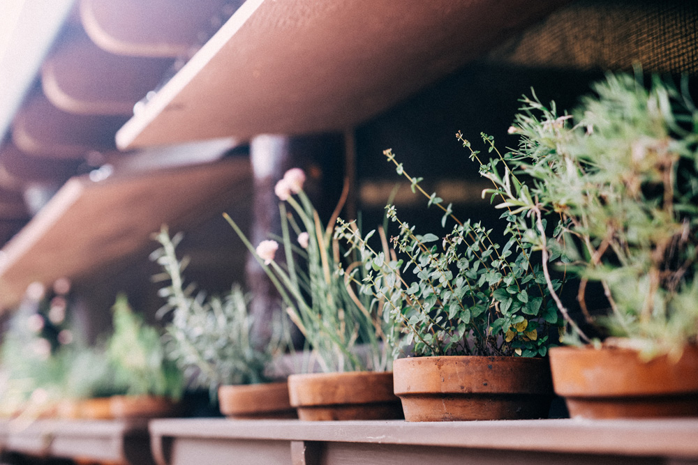 Plants on a shelf