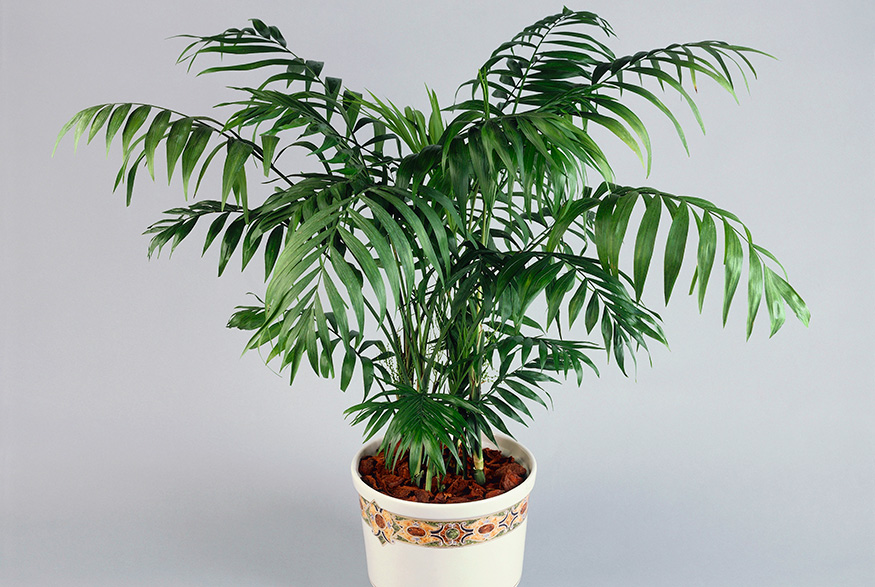 Parlour Palm