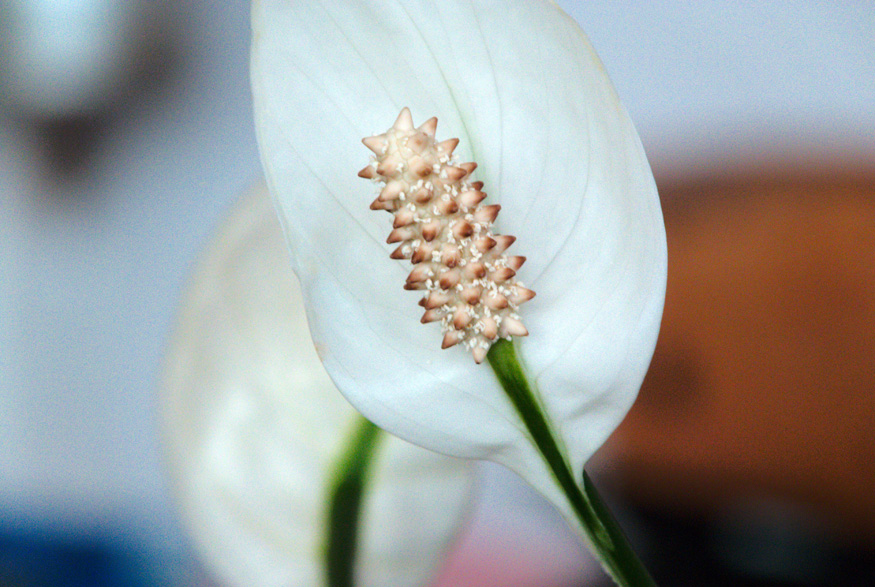 Peace Lily (Spathiphyllum wallisii)