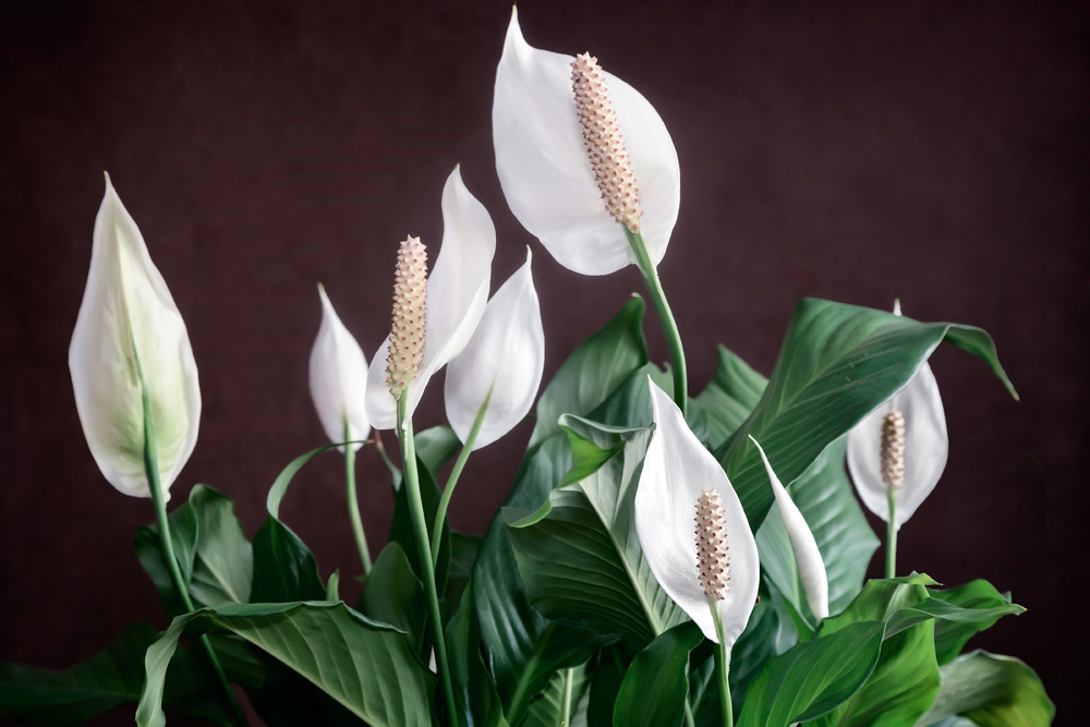 Peace Lily