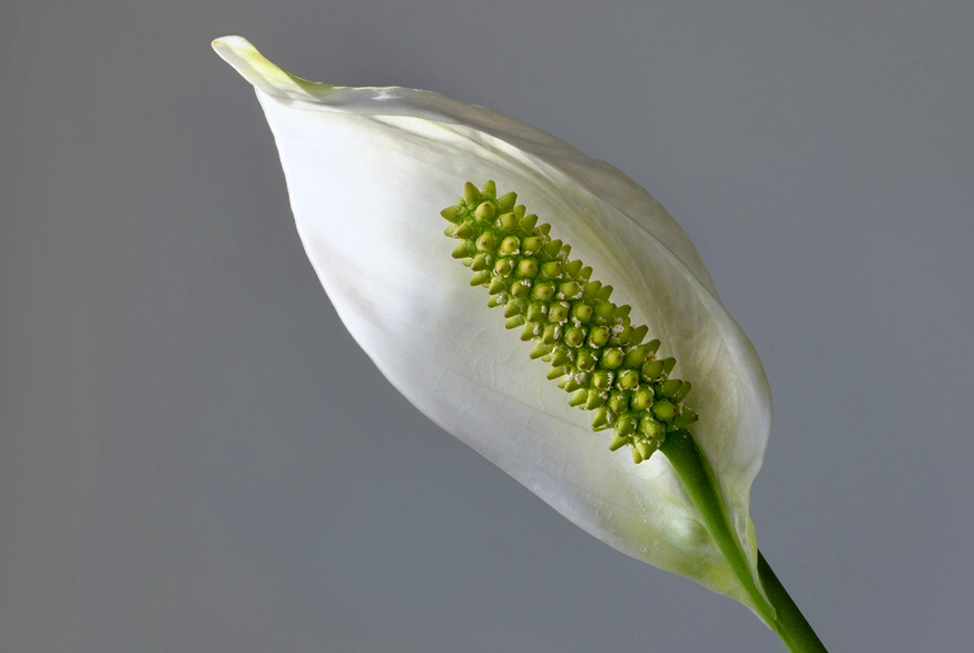 Peace Lily