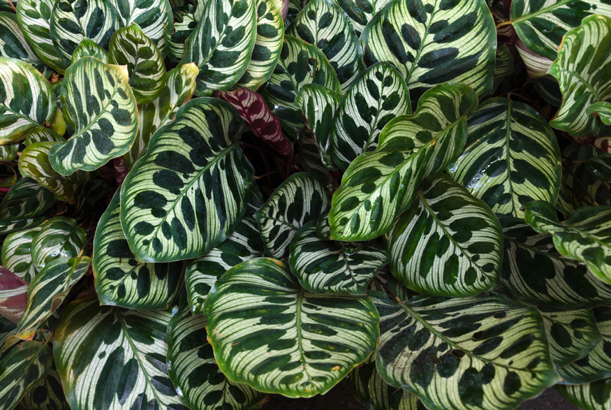 Peacock Plant (Calathea makoyana)