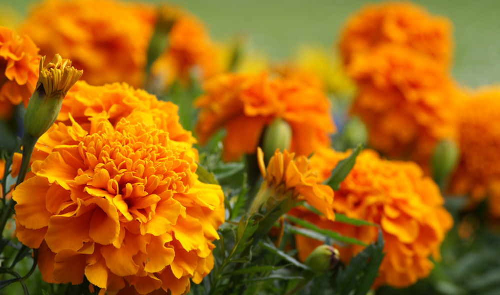 Mexican marigold