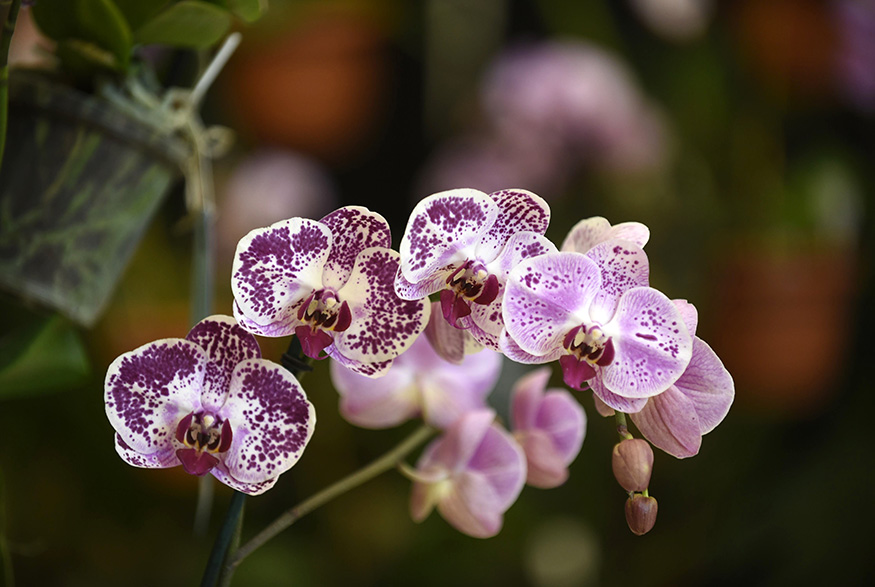 Phalaenopsis Orchids