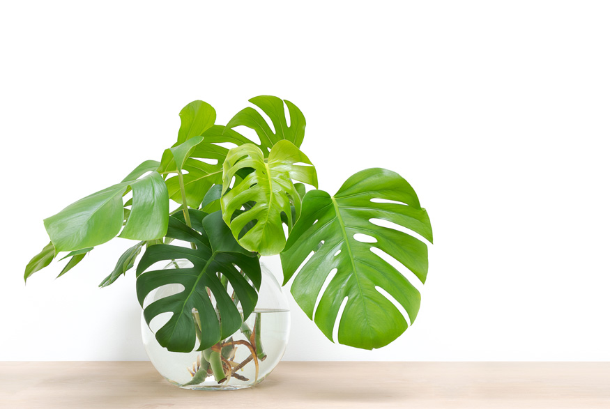 Philodendron (Philodendron spp.)