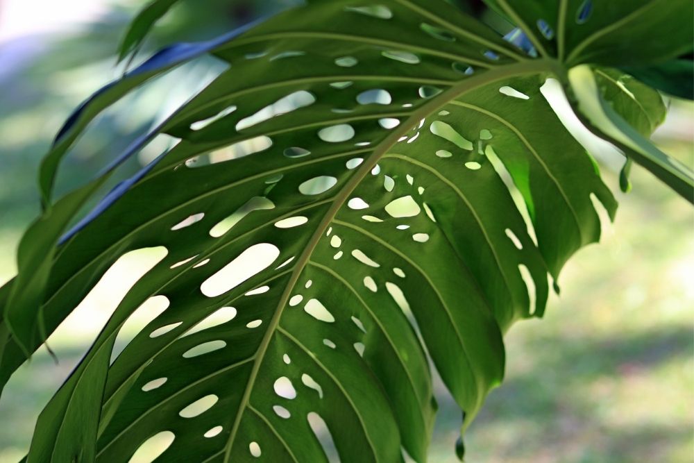 Philodendron