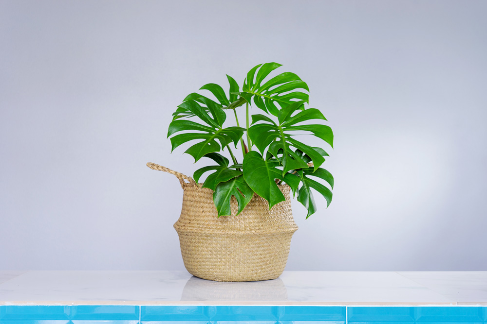 Philodendron