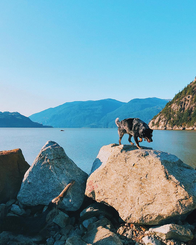 Sabrina Smelko's dog, Piper playing near the Ocean