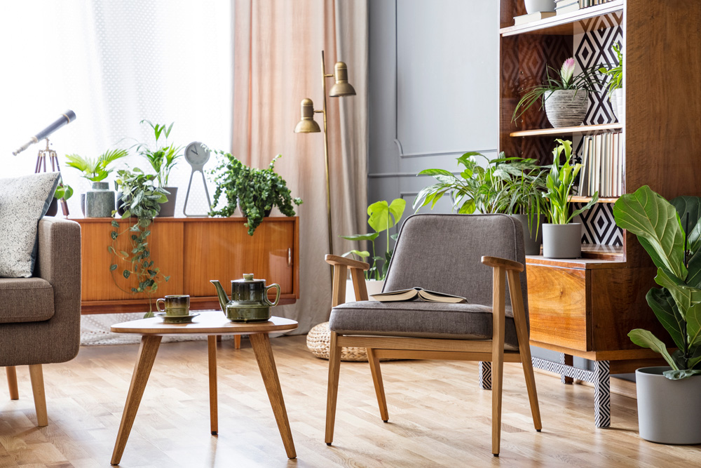 Plants in a living room