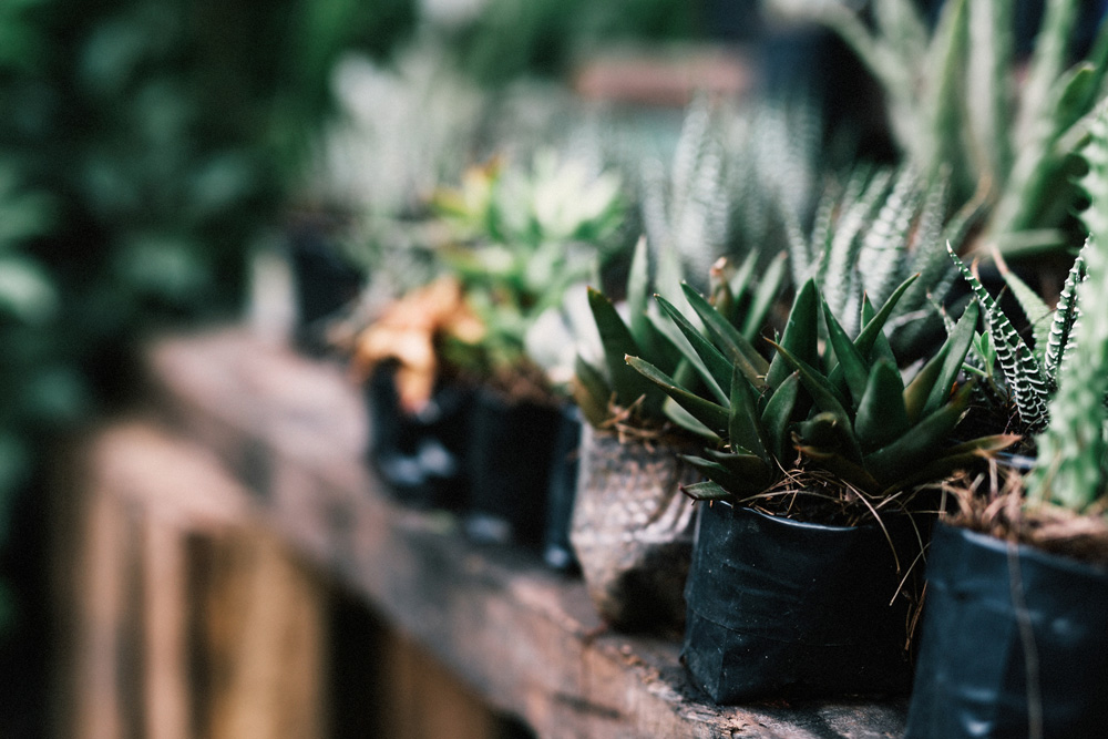 Plants on a shelt