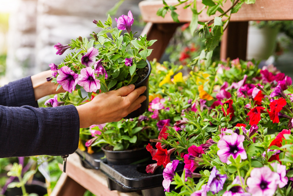 Flowers in a shop