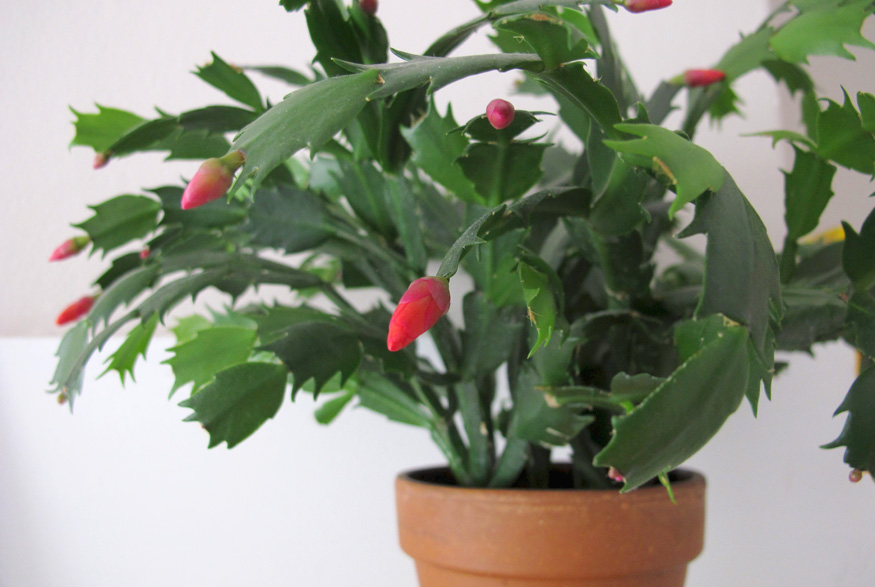 Christmas cactus