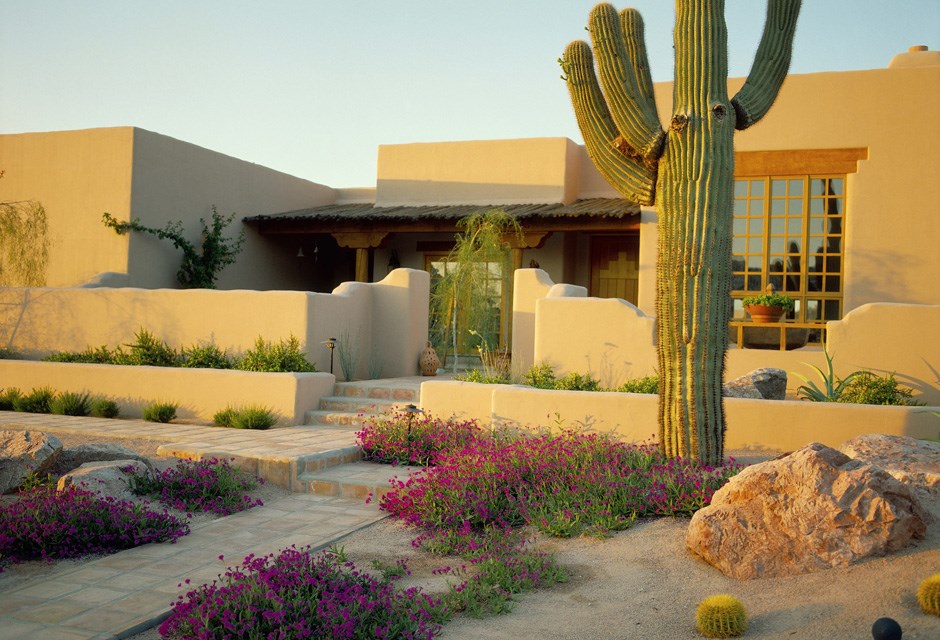 Plants in a desert setting