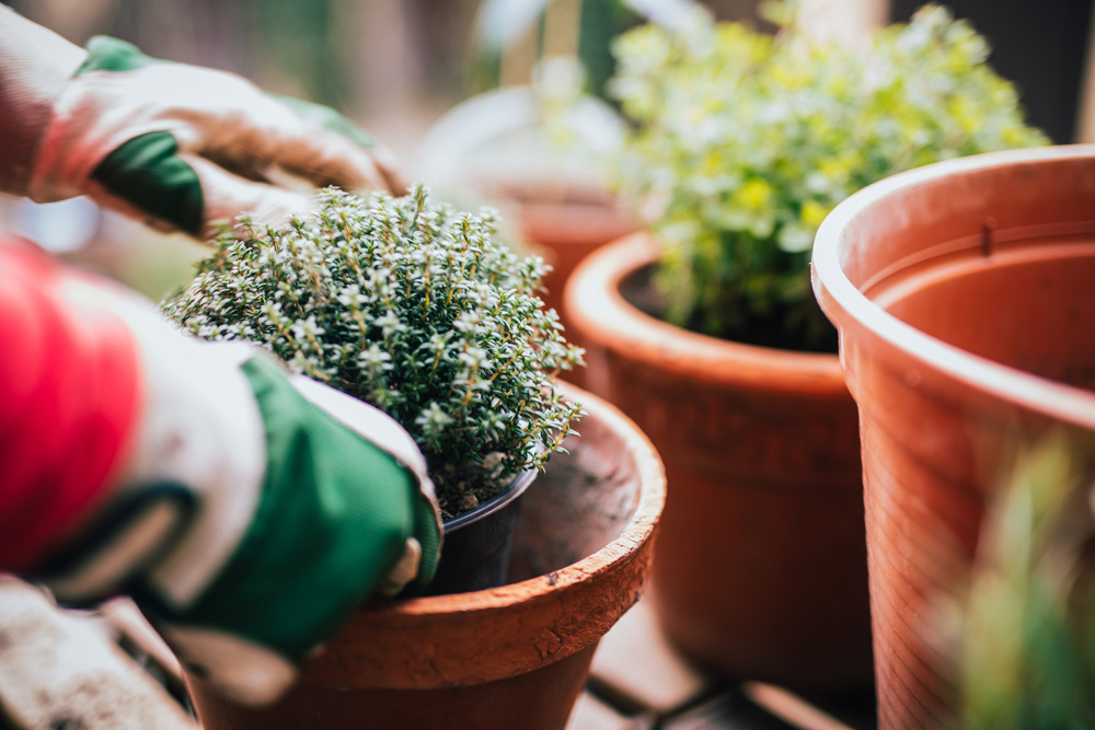 Person re-potting plants