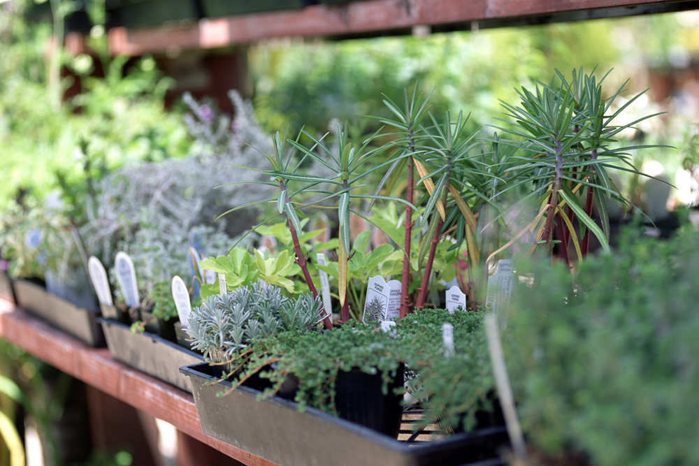 Plants in a store